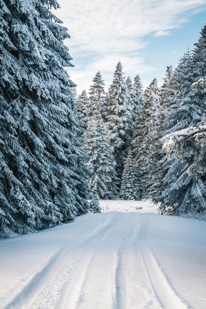 A serene snow-covered path through a winter forest, surrounded by frosty conifer trees.